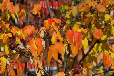 Rhus × cf - škumpa křížená